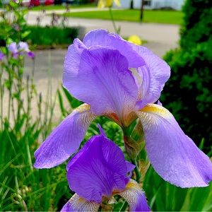 5 Rhizomes Lavender Color bearded iris bulbs